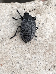 Cypherotylus californicus