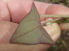 Senecio macroglossus