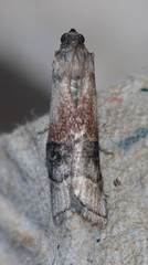 Euzophera vinnulella