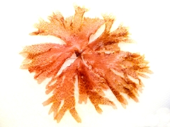 Nitophyllum punctatum
