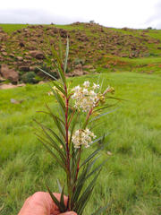 Gomphocarpus rivularis