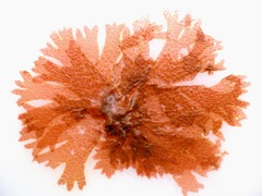 Nitophyllum punctatum