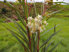 Gomphocarpus rivularis