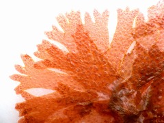 Nitophyllum punctatum