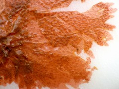 Nitophyllum punctatum