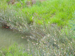 Gomphocarpus rivularis