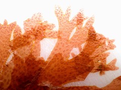 Nitophyllum punctatum