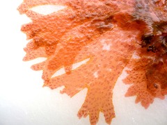 Nitophyllum punctatum