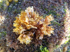 Nitophyllum punctatum