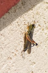 Melanoplini
