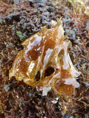 Nitophyllum punctatum
