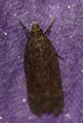 Platyedra subcinerea