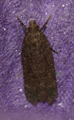 Platyedra subcinerea