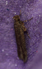 Platyedra subcinerea