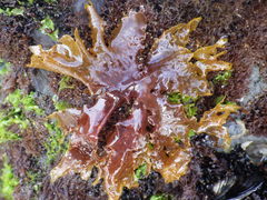 Nitophyllum punctatum