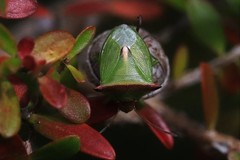 Cuspicona apothoracica