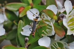 Chauliognathus sydneyanus