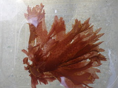 Nitophyllum punctatum