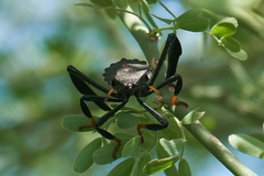 Acanthocephala thomasi
