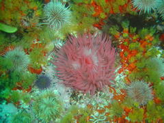 Pseudactinia flagellifera