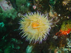 Pseudactinia flagellifera