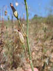 Albuca suaveolens