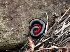 Orthoporoides