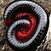 Common Redleg Millipedes - Photo (c) Kate Braun, some rights reserved (CC BY-NC), uploaded by Kate Braun