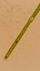 Pleurotaenium