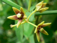 Vincetoxicum cordatum