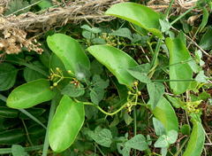 Vincetoxicum cordatum