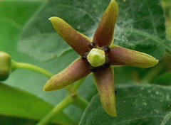 Vincetoxicum cordatum