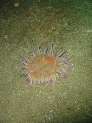 Anthostella stephensoni