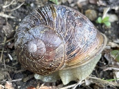 Cornu aspersum