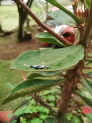 Graphocephala flavovittata