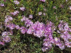 Lampranthus sociorum