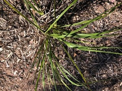 Dianella brevipedunculata