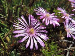 Lampranthus sociorum