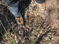 Dianella brevipedunculata