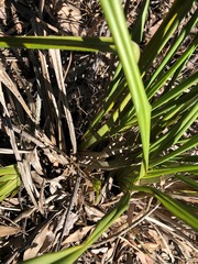Dianella brevipedunculata