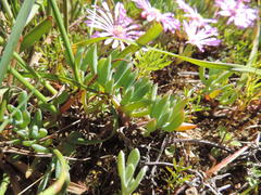 Lampranthus sociorum