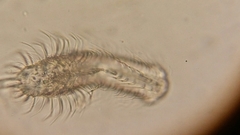 Chaetonotus