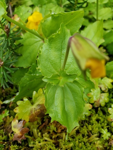 Image of Erythranthe veronicifolia by no rights reserved