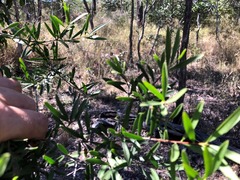 Denhamia cunninghamii