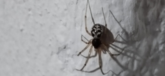 Steatoda triangulosa