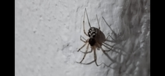 Steatoda triangulosa