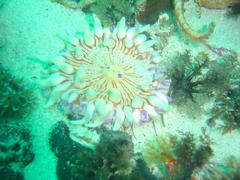 Anthostella stephensoni