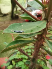 Graphocephala flavovittata