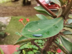 Graphocephala flavovittata