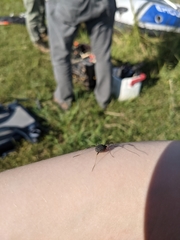 Eumesosoma